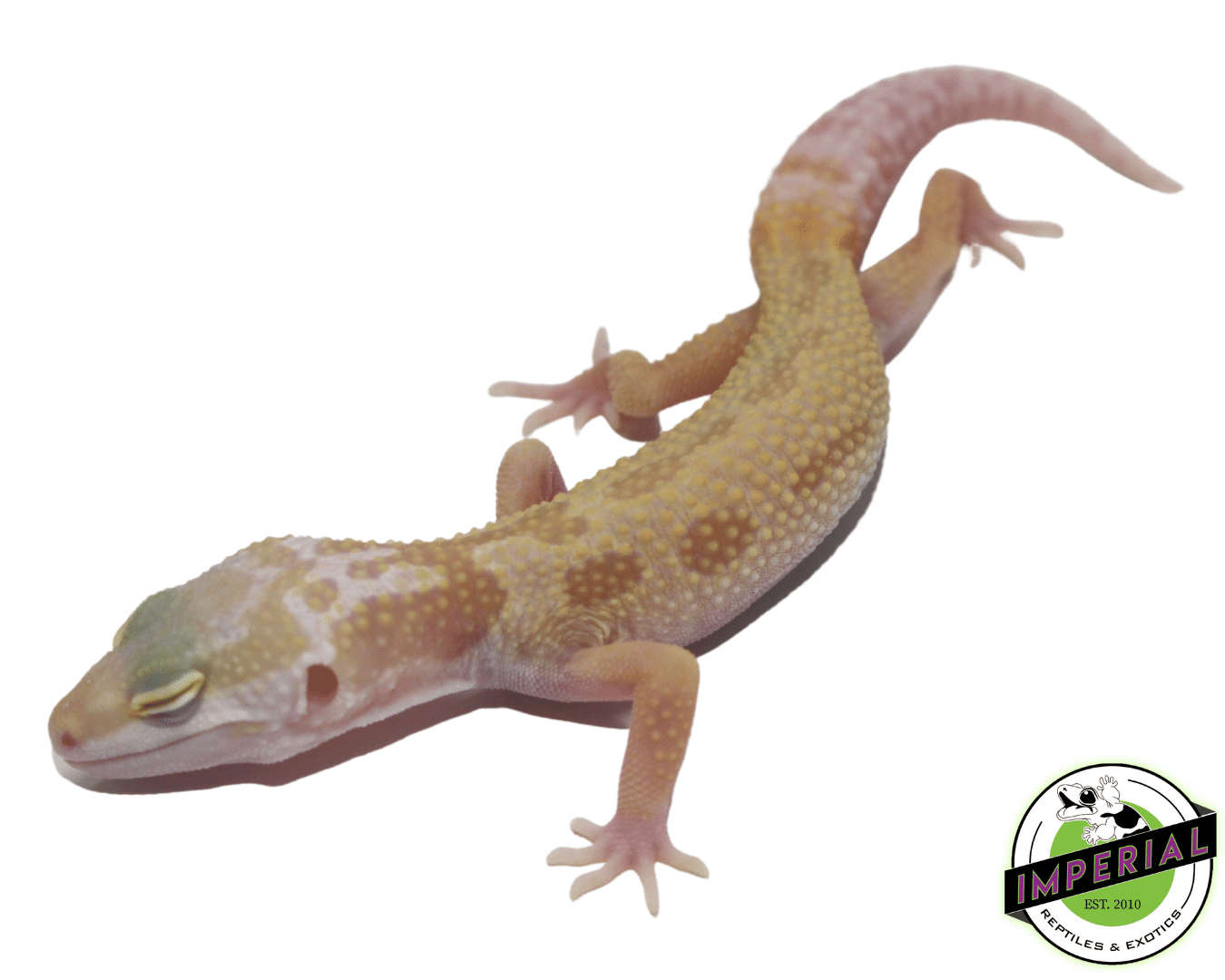 Albino Leucistic/Patternless Leopard Gecko Baby — image 2