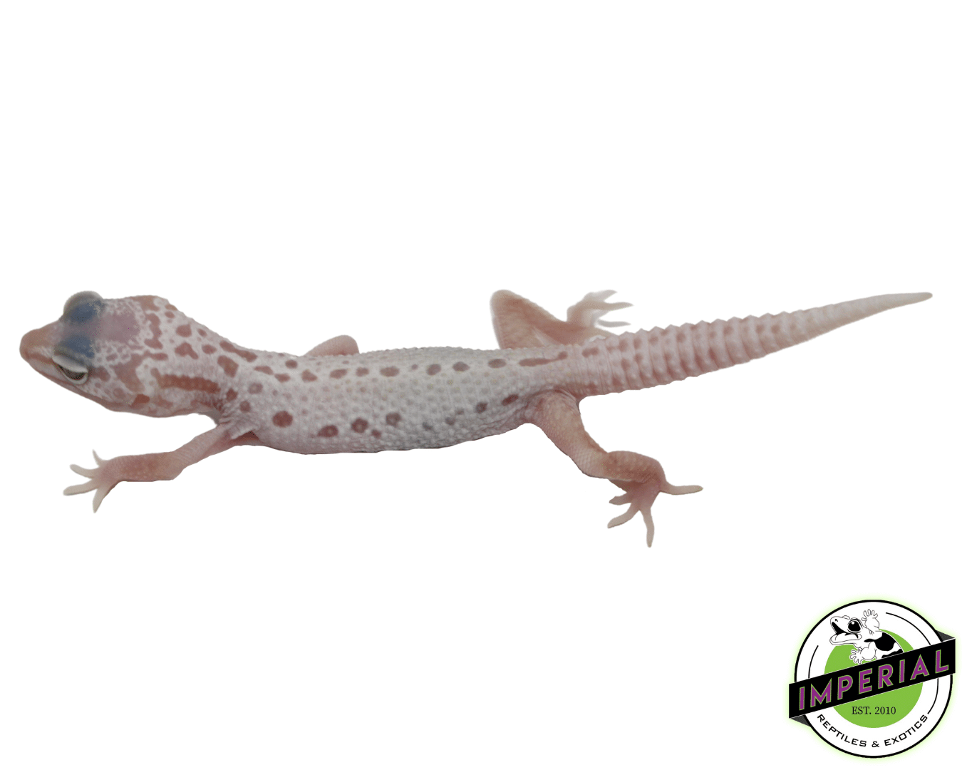 Albino Mack Snow Leucistic Leopard Gecko Baby — image 2