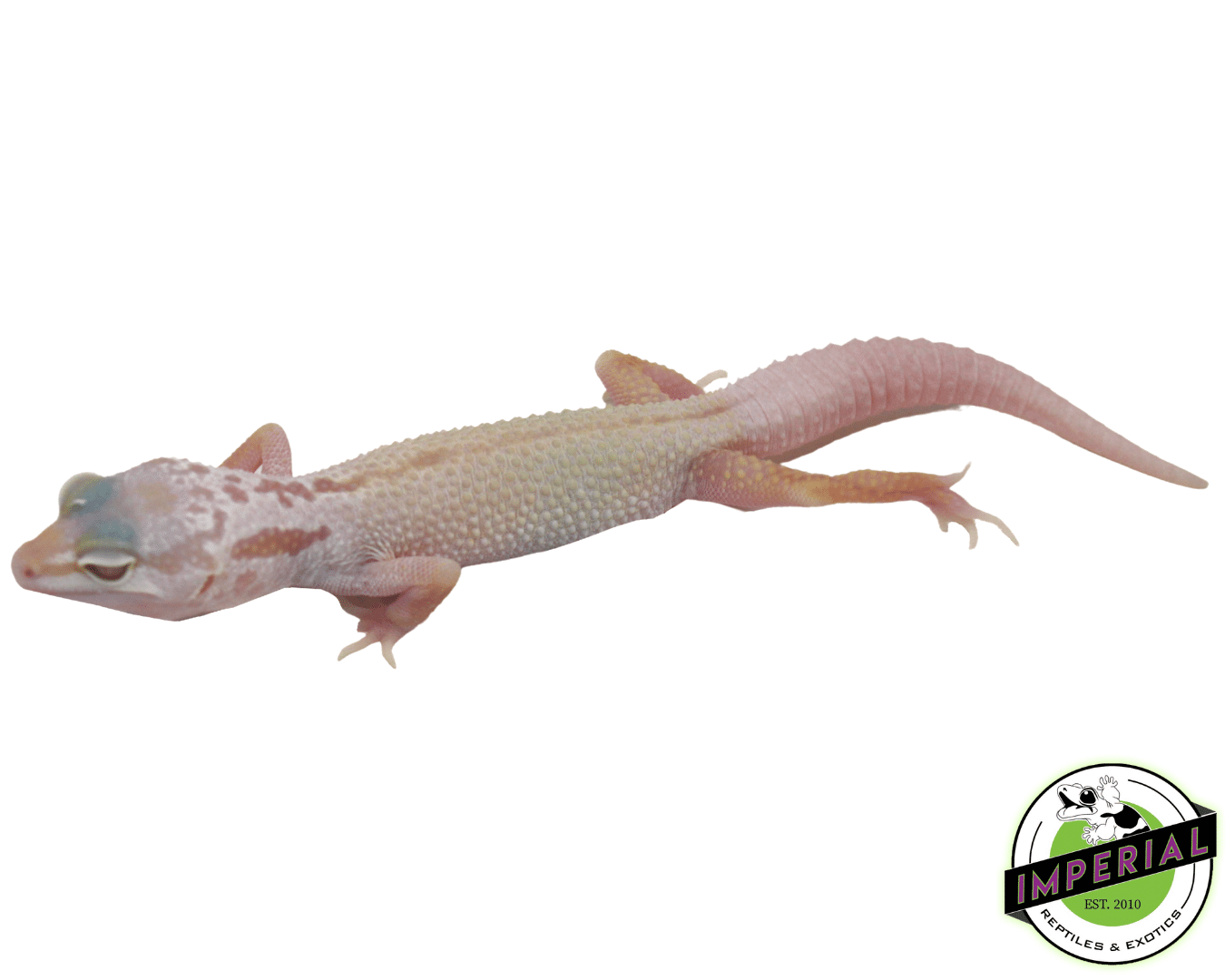 Albino Mack Snow Leucistic Leopard Gecko Baby — image 3