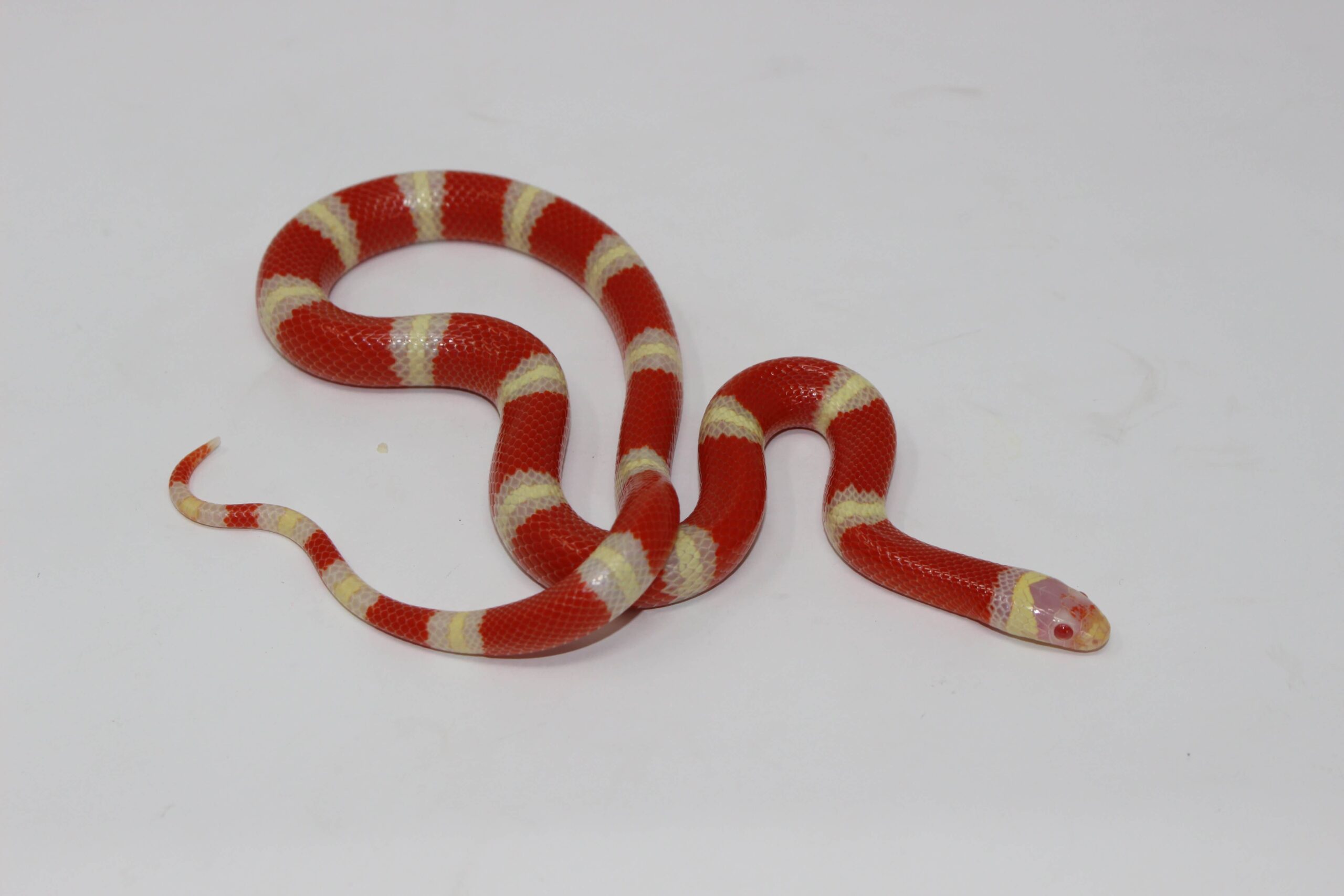 Albino Milk Snake (Nelson's x Pueblan) — image 2