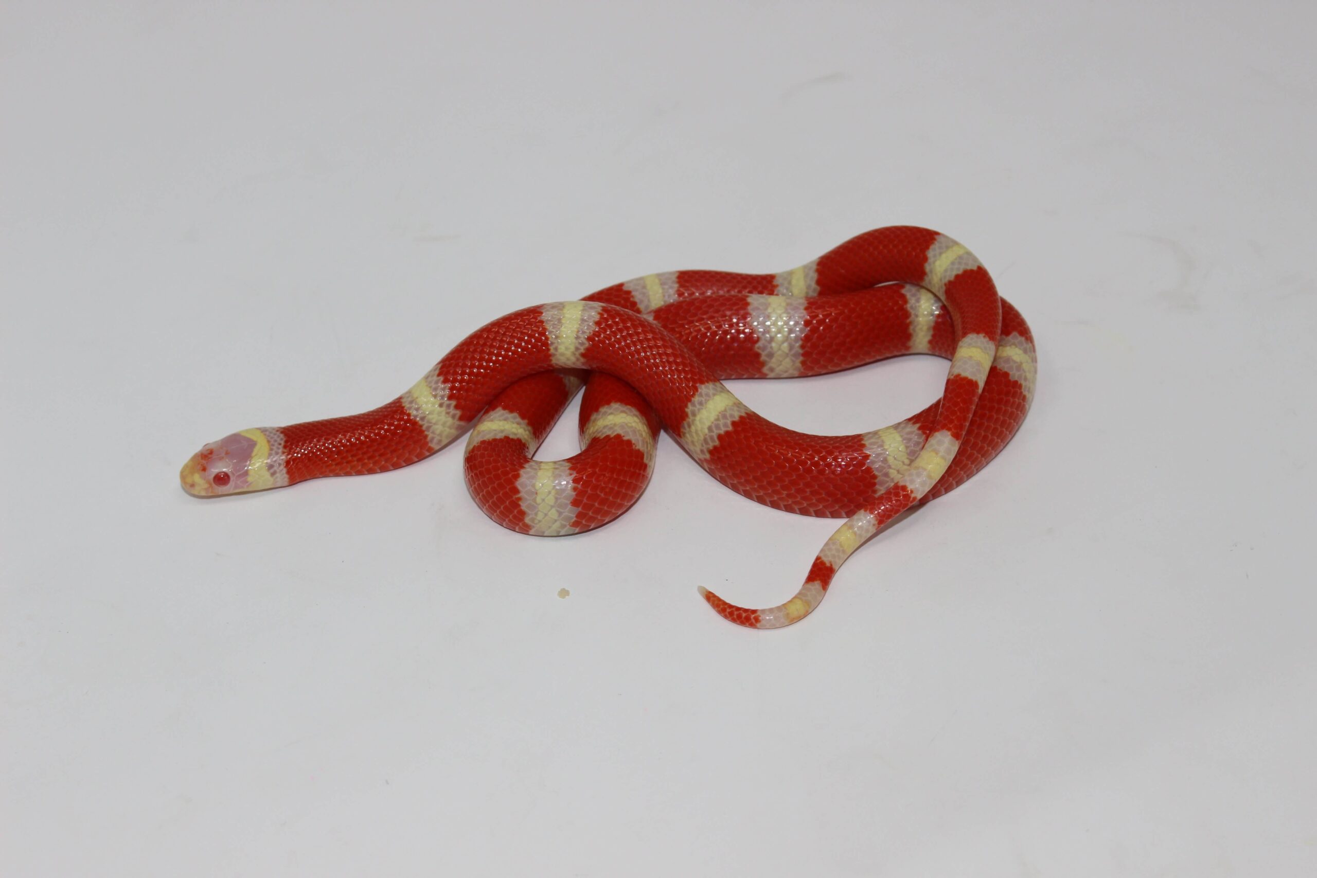 Albino Milk Snake (Nelson's x Pueblan) — image 3