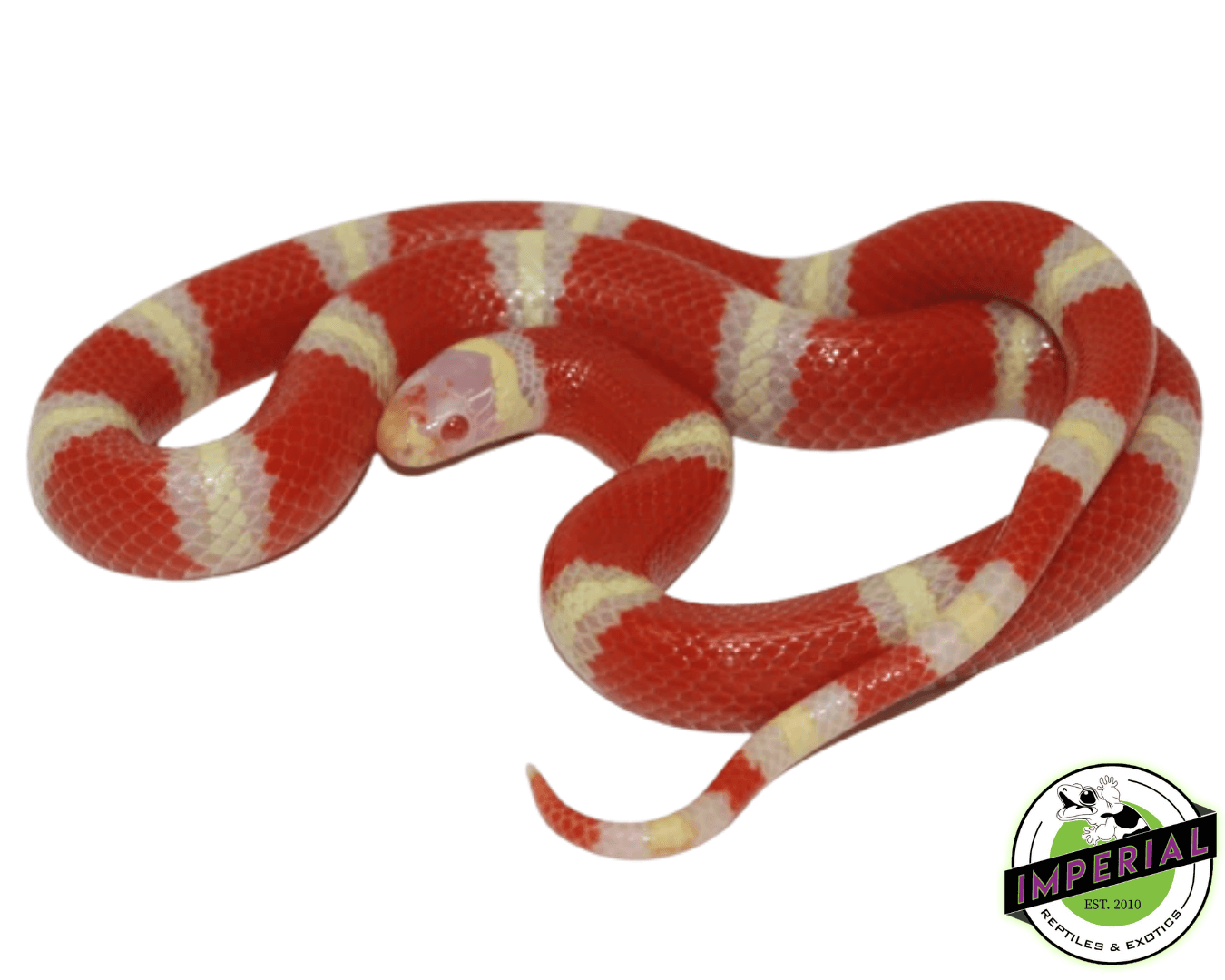 Albino Milk Snake (Nelson's x Pueblan)