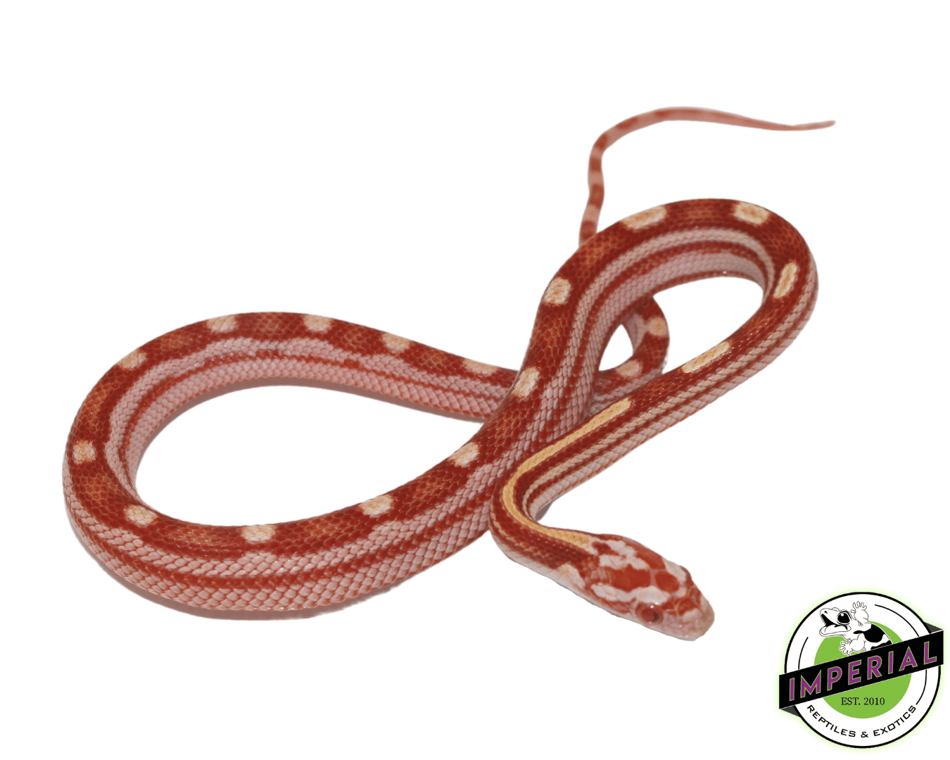 Albino Motley Corn Snake Baby
