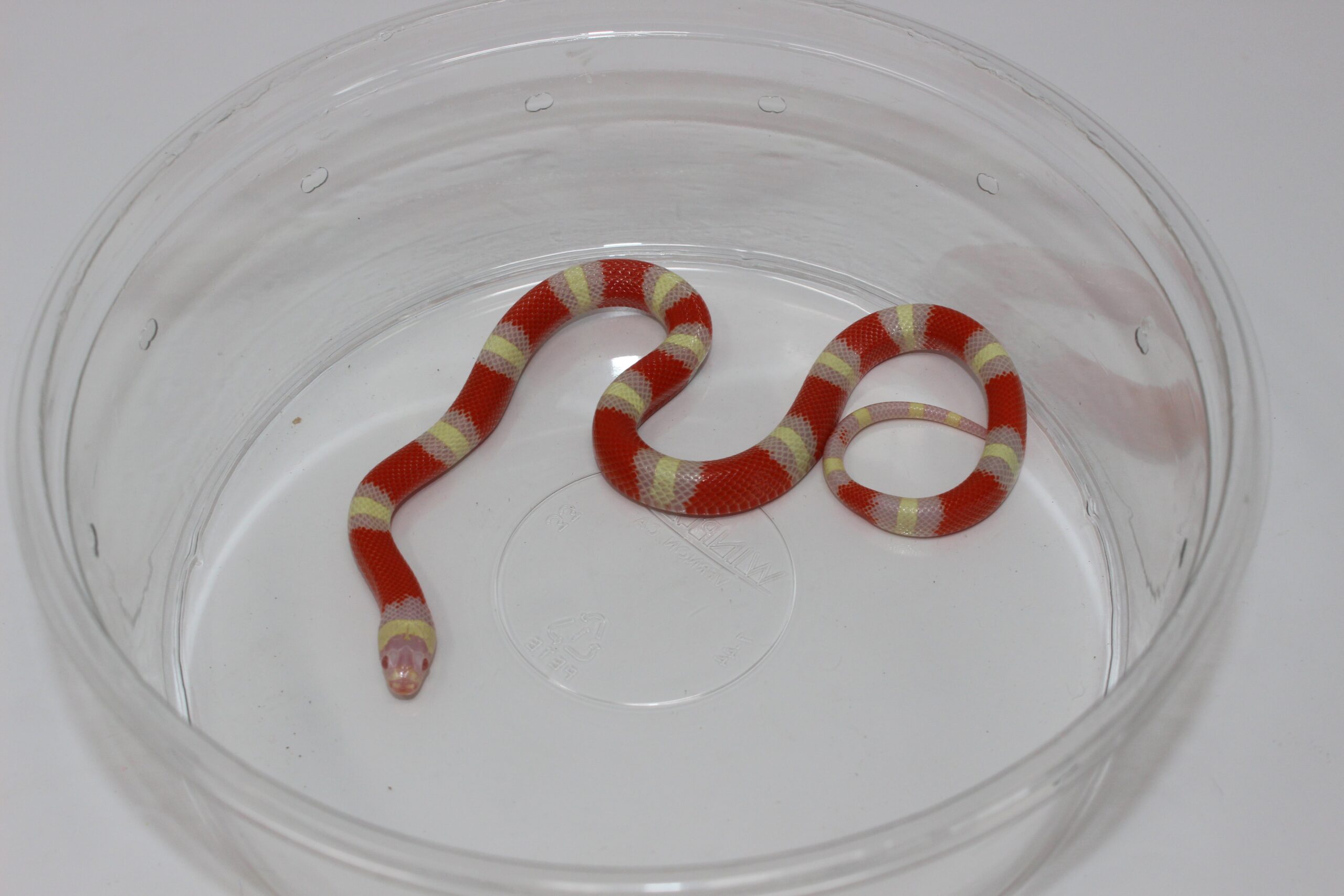 Albino Nelson's Milk Snake Baby — image 2