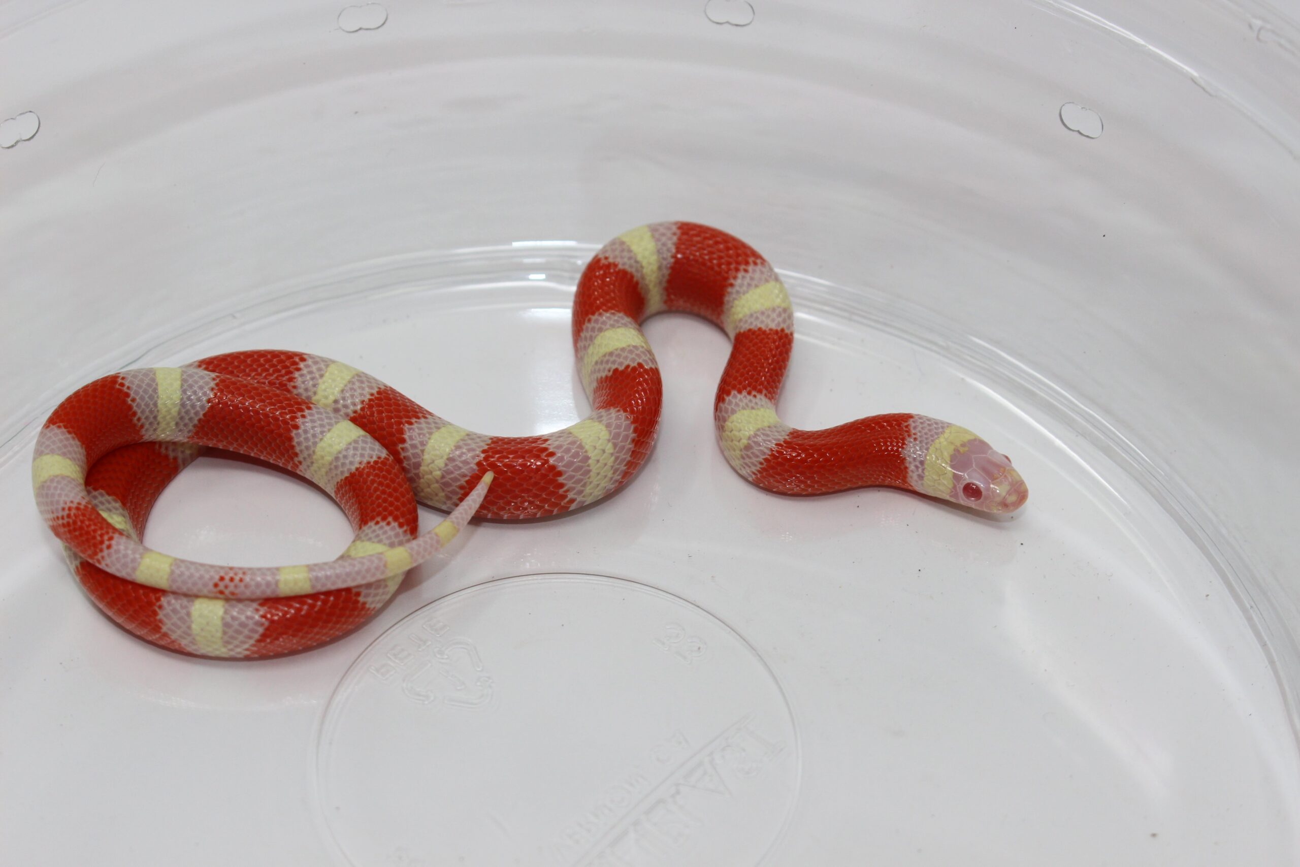 Albino Nelson's Milk Snake Baby — image 3
