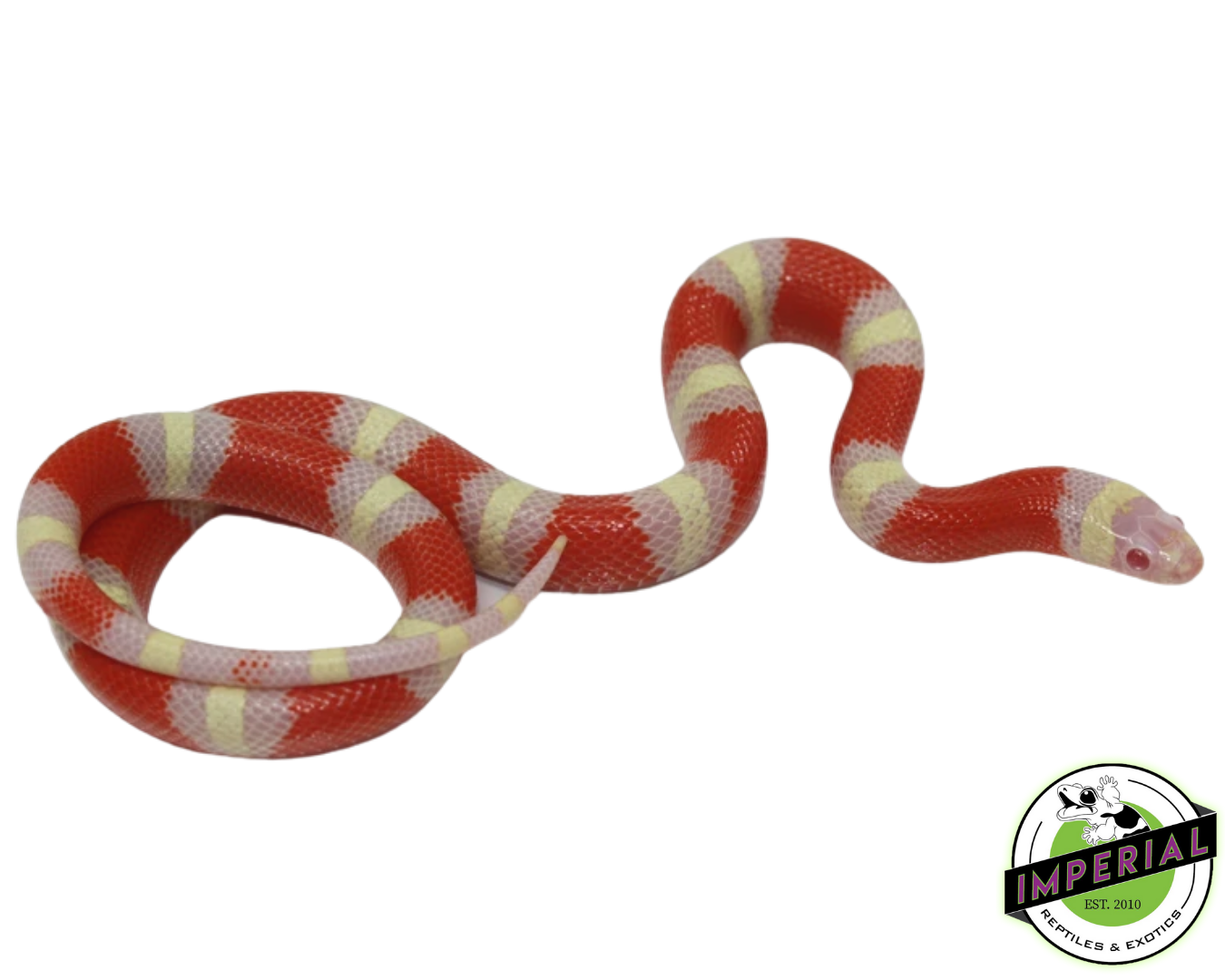 Albino Nelson's Milk Snake Baby