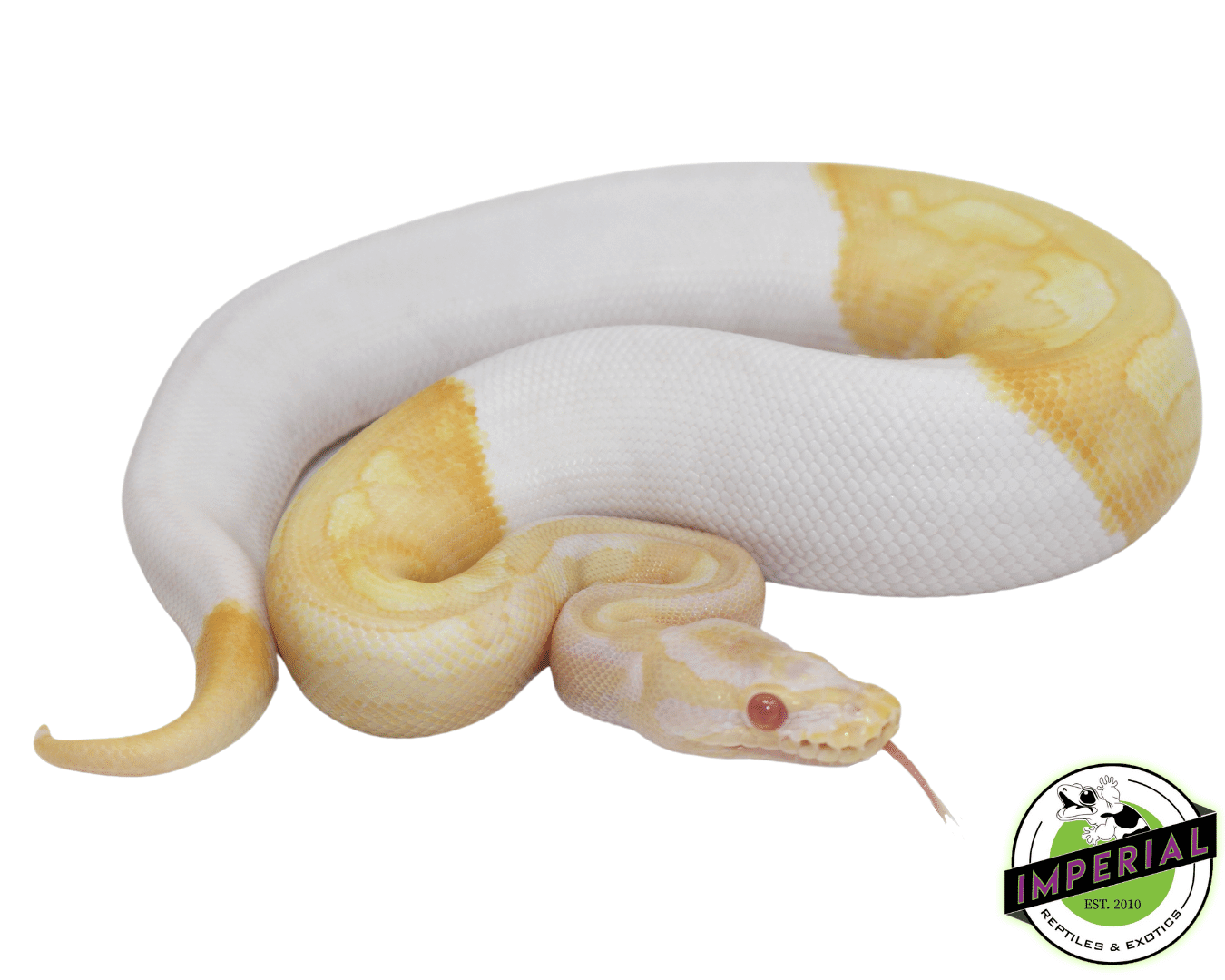 Albino Pied Ball Python Baby — image 2