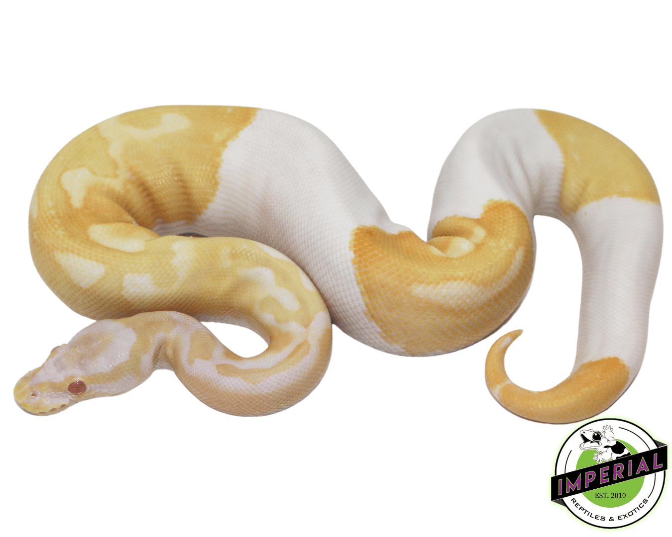 Albino Pied Ball Python Baby — image 3