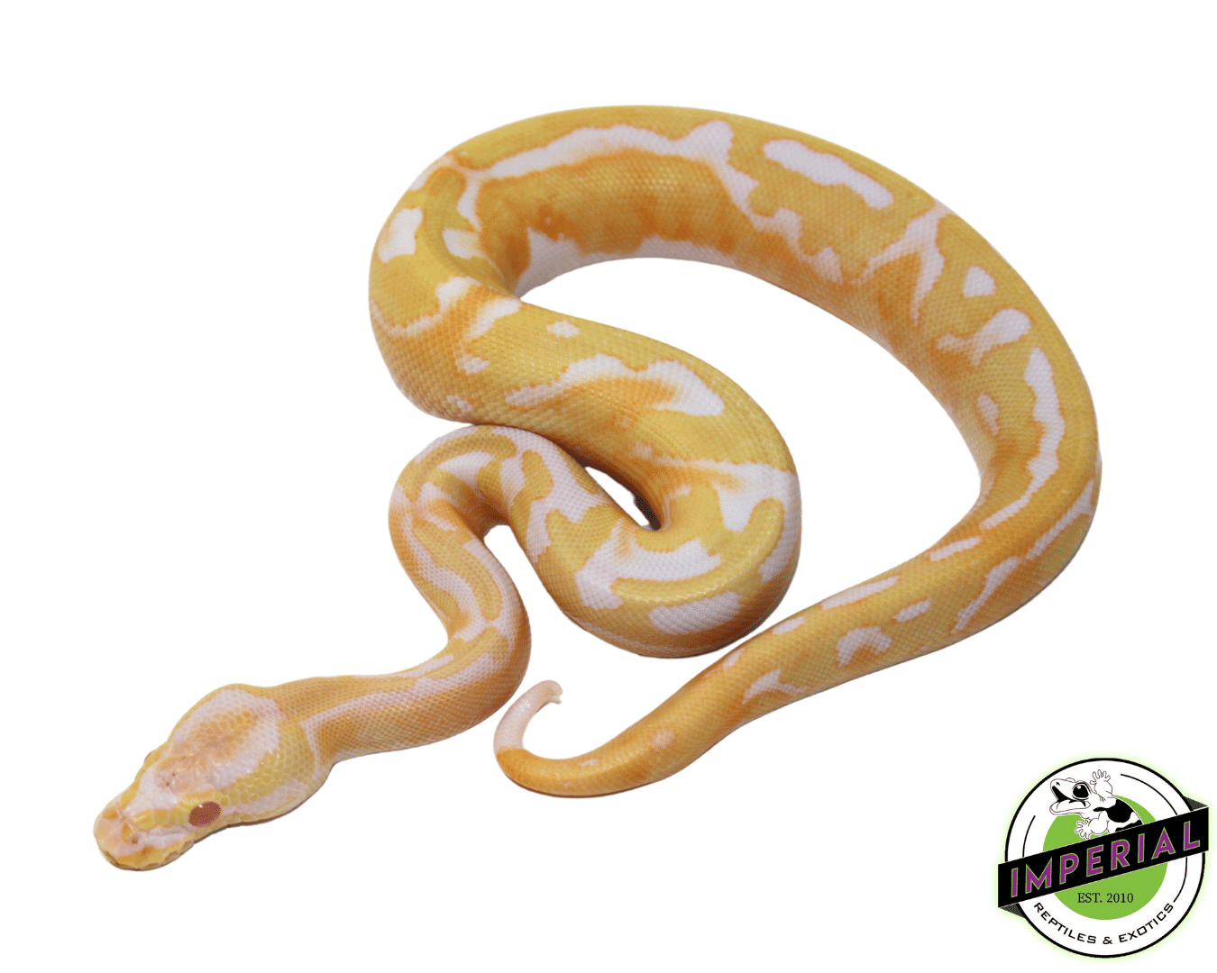 Albino Pied Ball Python (High Pattern) Baby — image 2