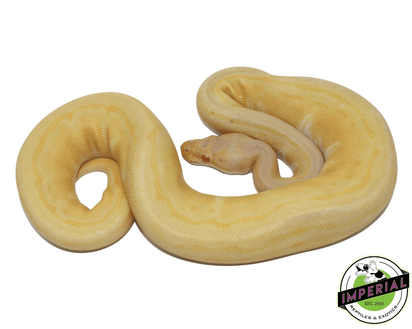 Albino Pinstripe Ball Python — image 2