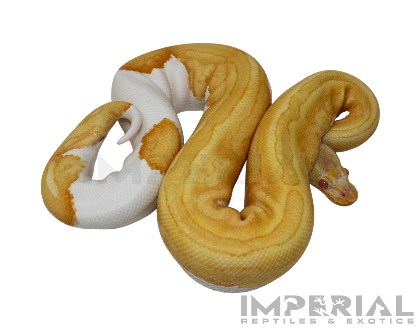 Albino Pumpkin Pied Ball Python — image 2