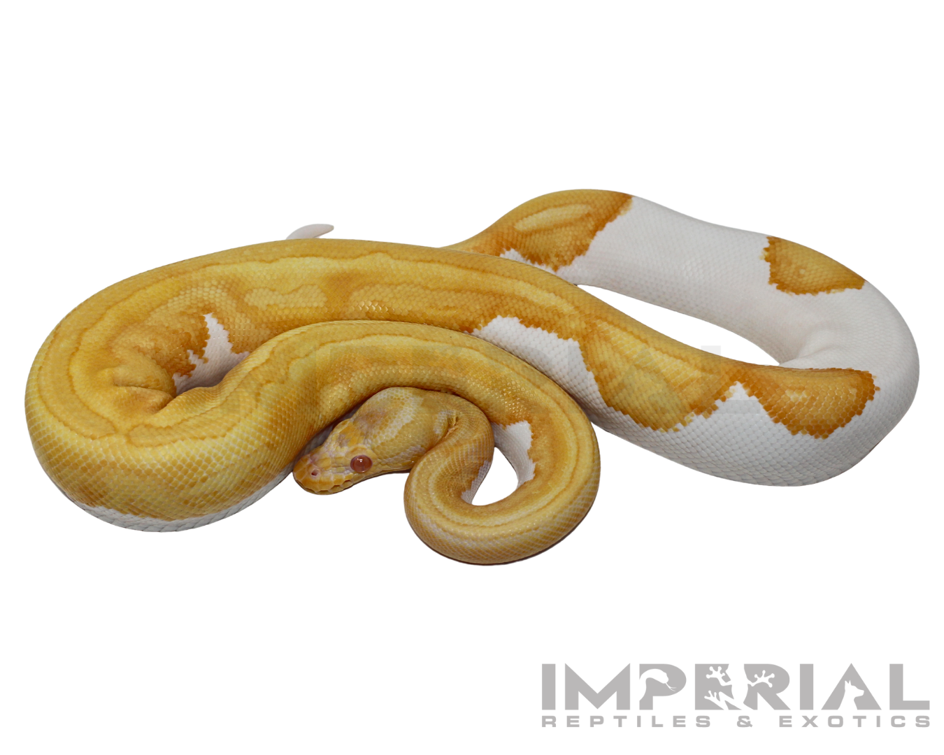 Albino Pumpkin Pied Ball Python — image 3