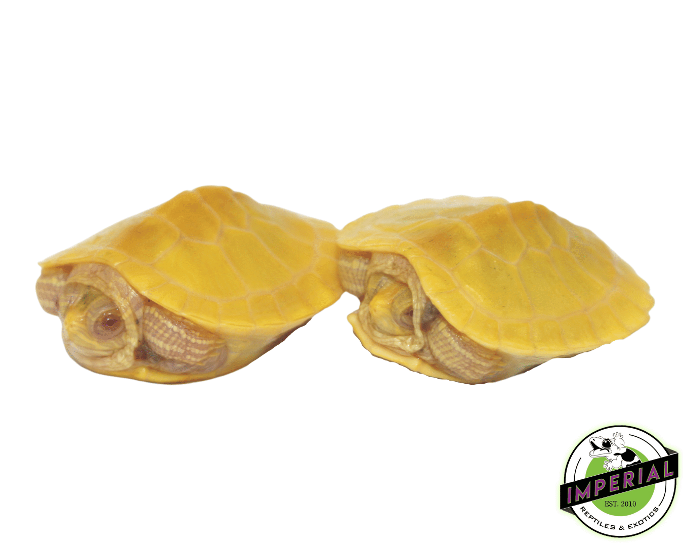 Albino Red Ear Slider Turtle Baby — image 3