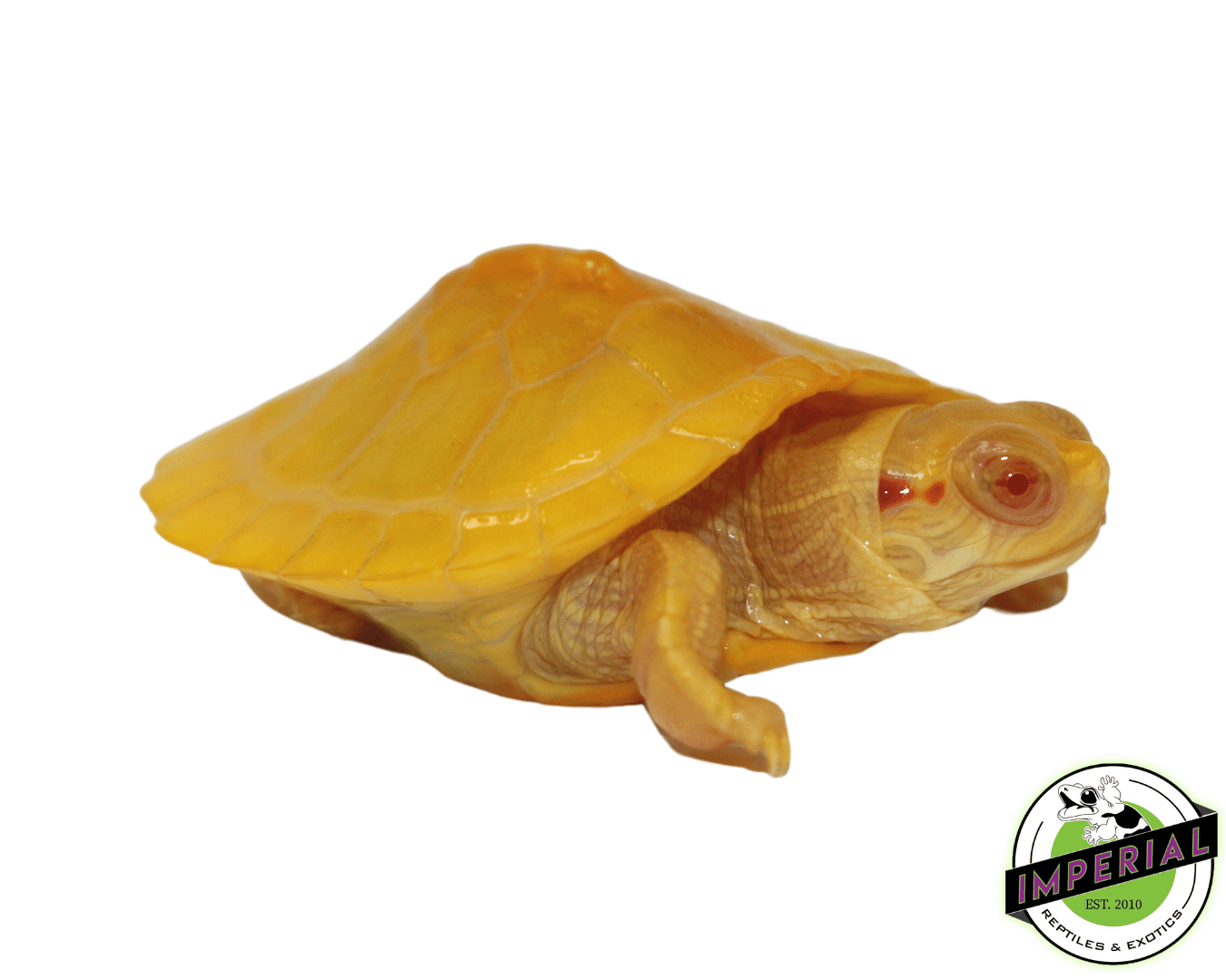 Albino Red Ear Slider Turtle Baby — image 2