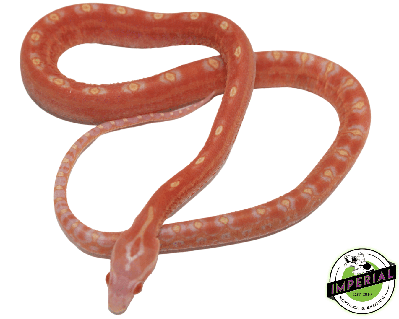 Albino Scaleless Corn Snake — image 2