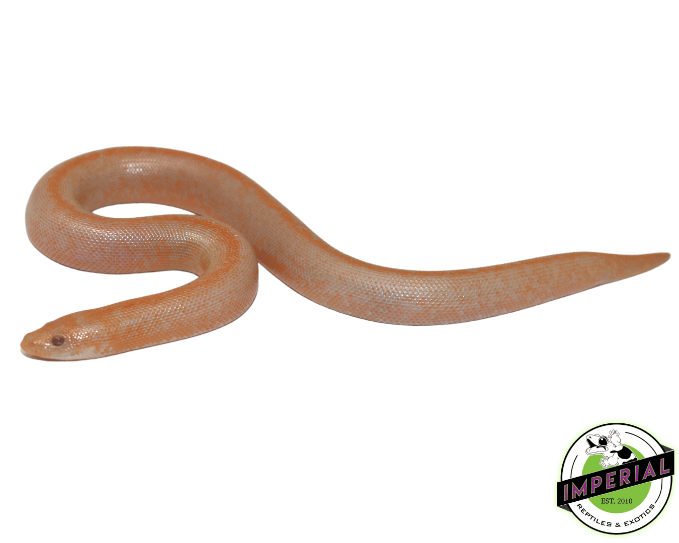Albino Stripe Kenyan Sand Boa Baby — image 2