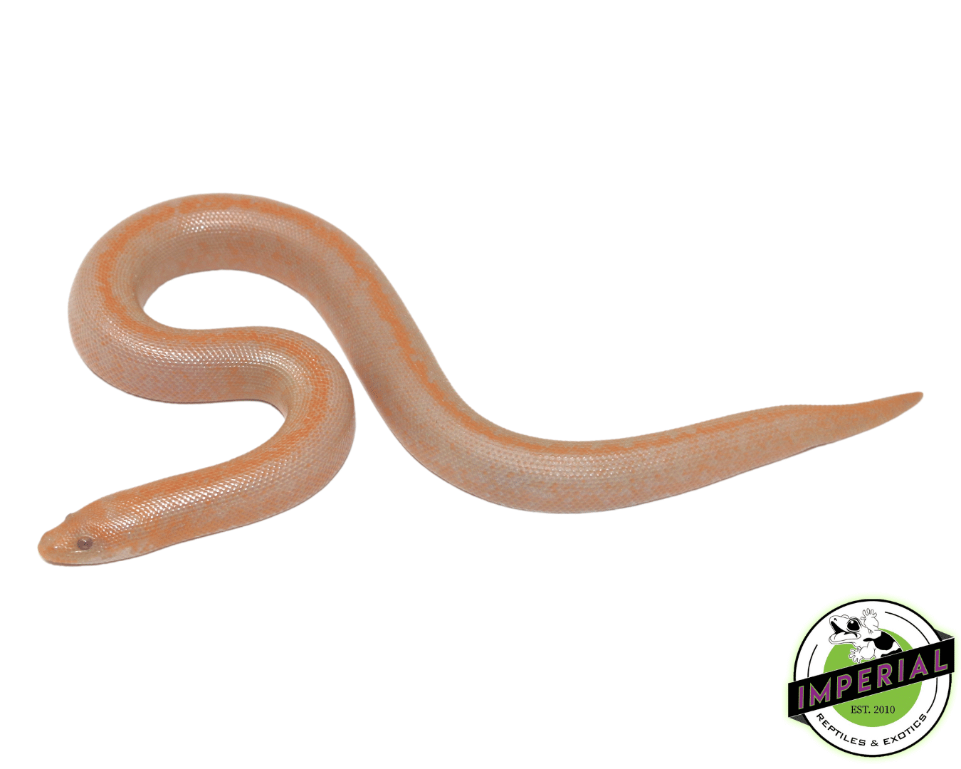 Albino Stripe Kenyan Sand Boa Baby