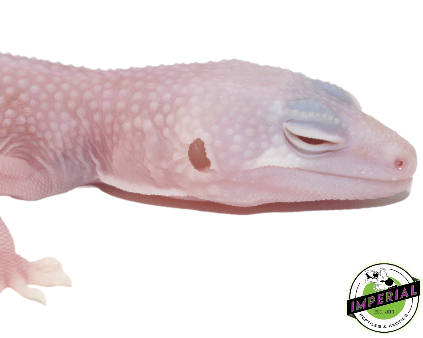 Albino Super Snow Leucistic Leopard Gecko Baby — image 3