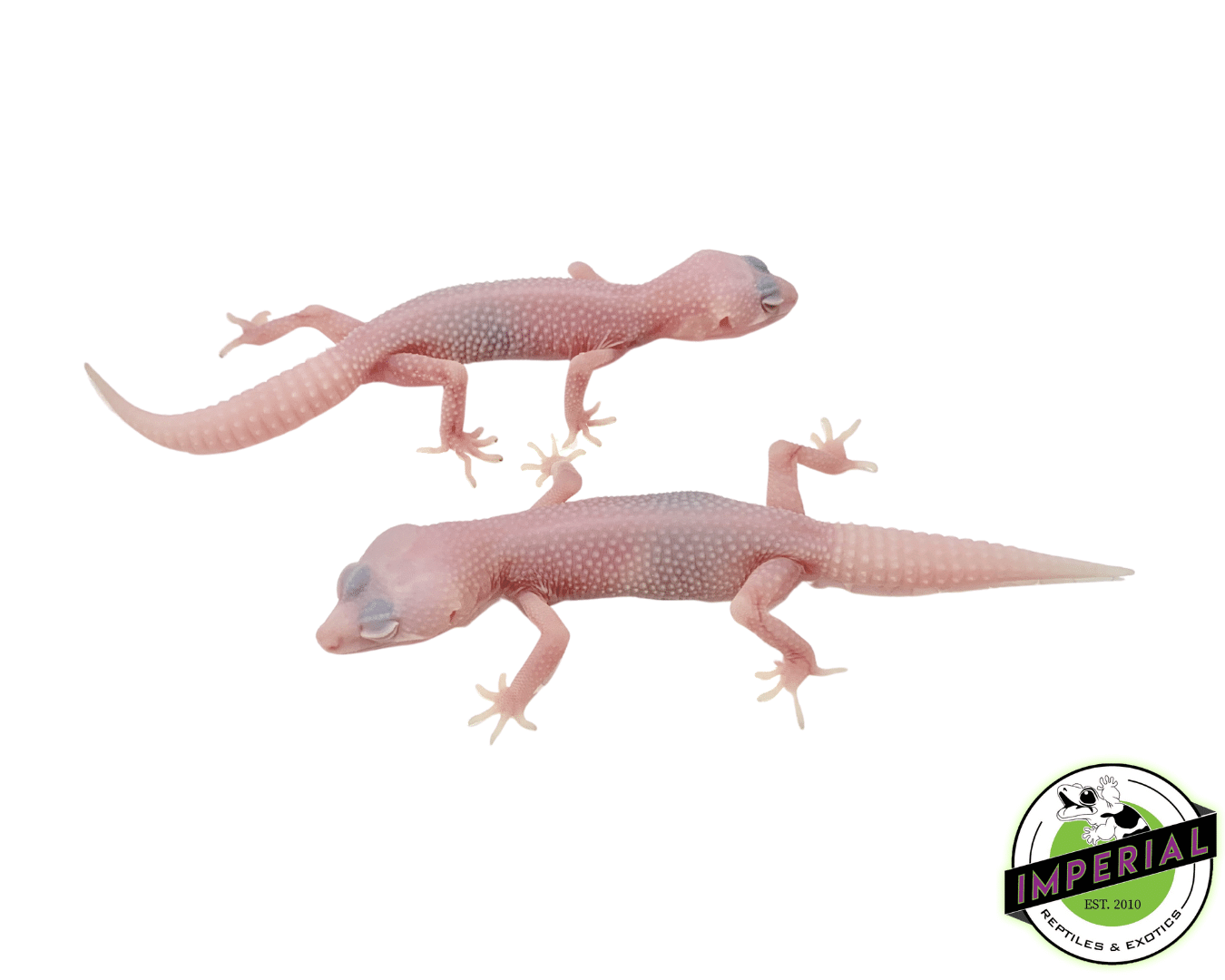 Albino Super Snow Leucistic Leopard Gecko Baby — image 2
