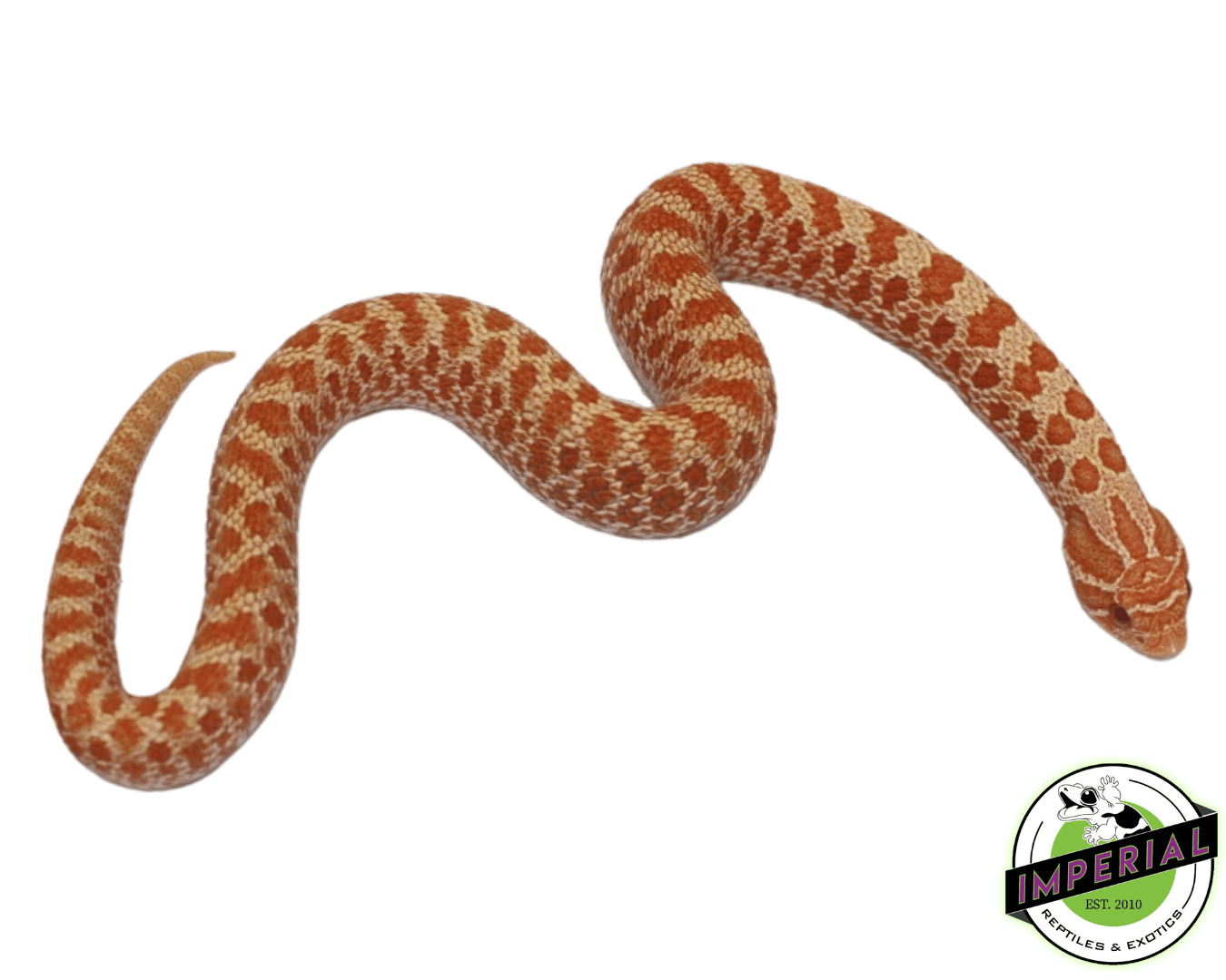 Albino Western Hognose Baby