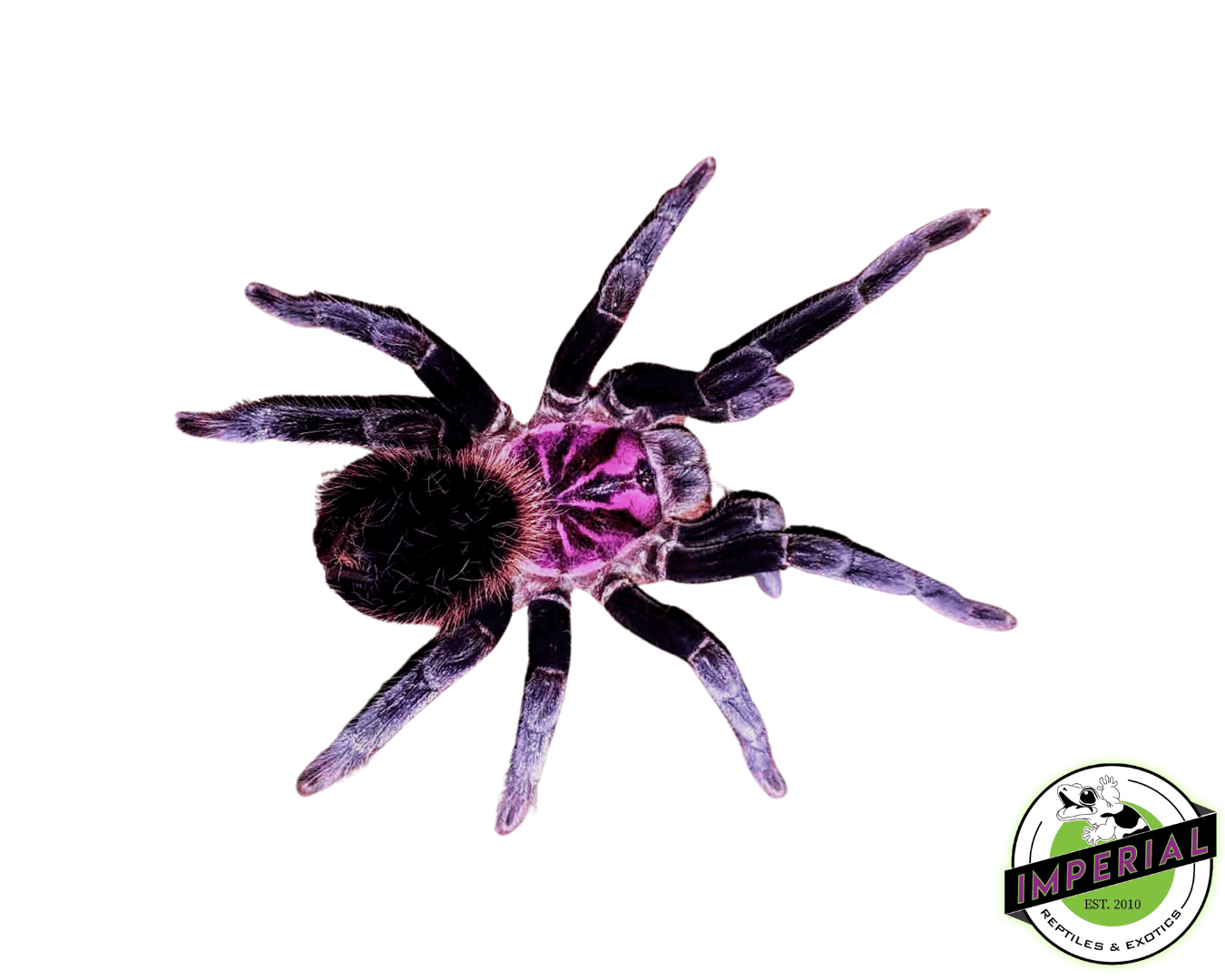 Amazon Blue Bloom Tarantula (Xenesthis intermedia)