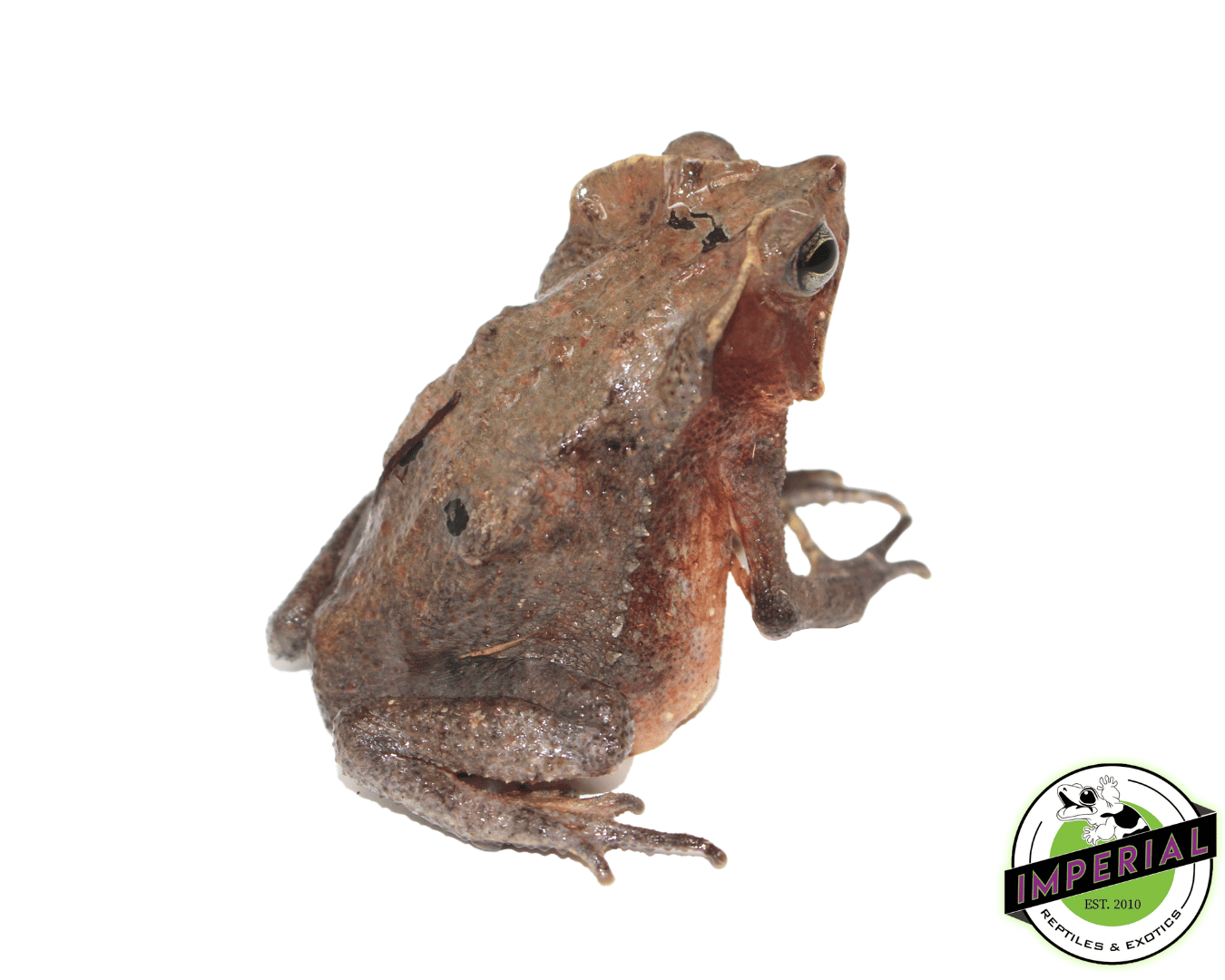 Amazon Crested Toad — image 2