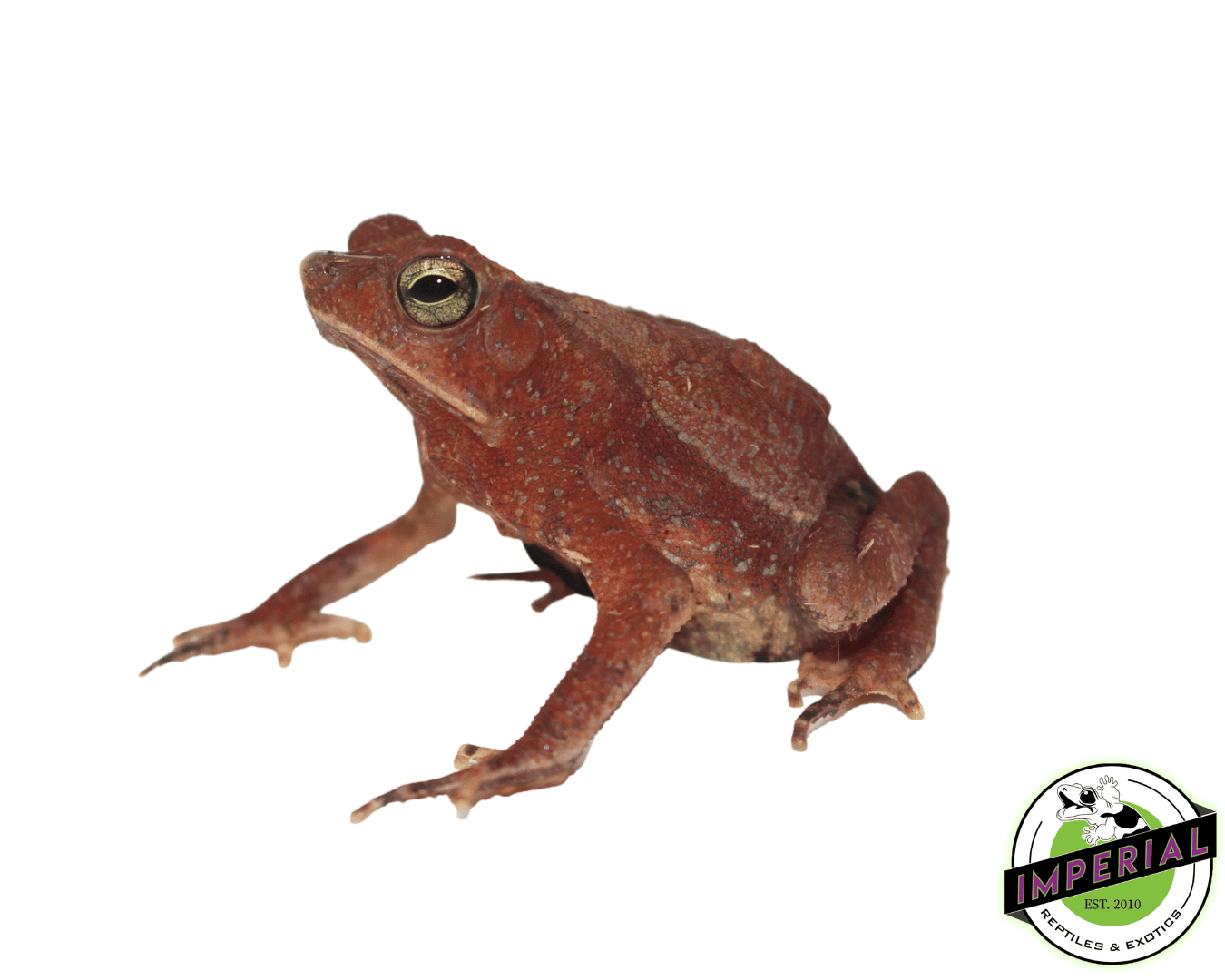 Amazon Crested Toad