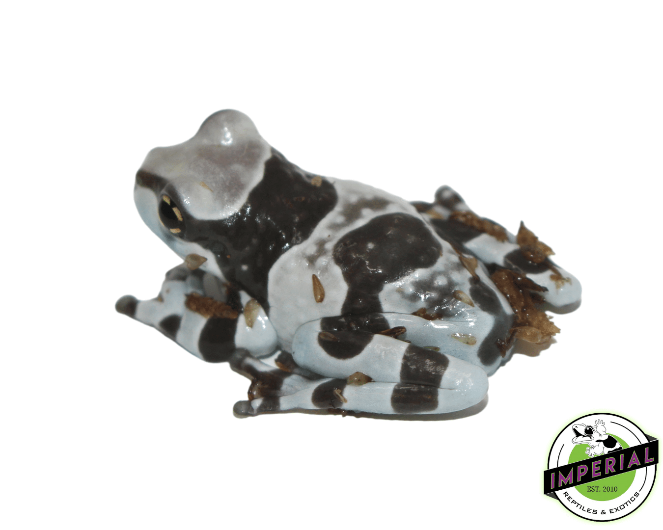 Amazon Milk Frog Juvenile — image 2
