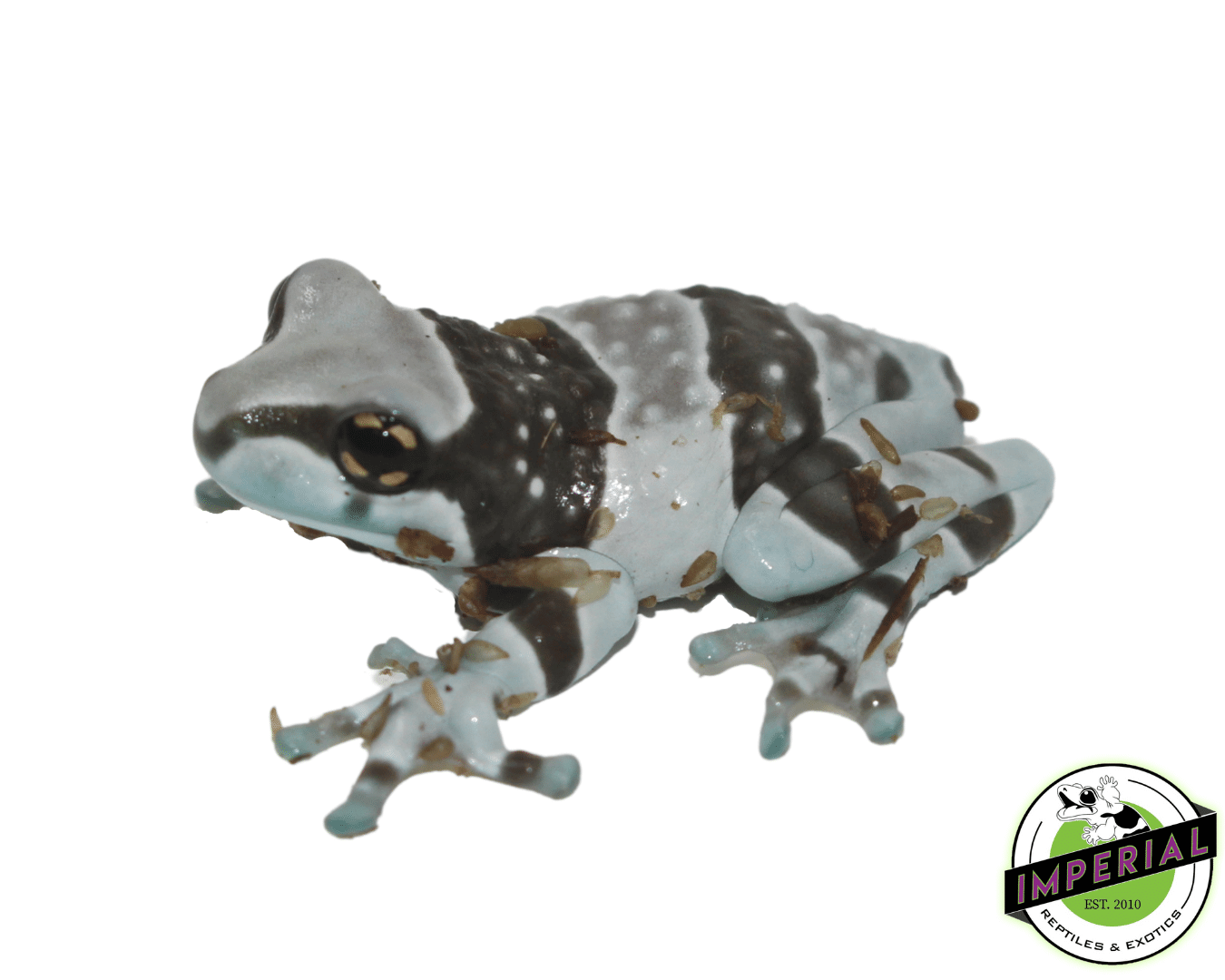 Amazon Milk Frog Juvenile