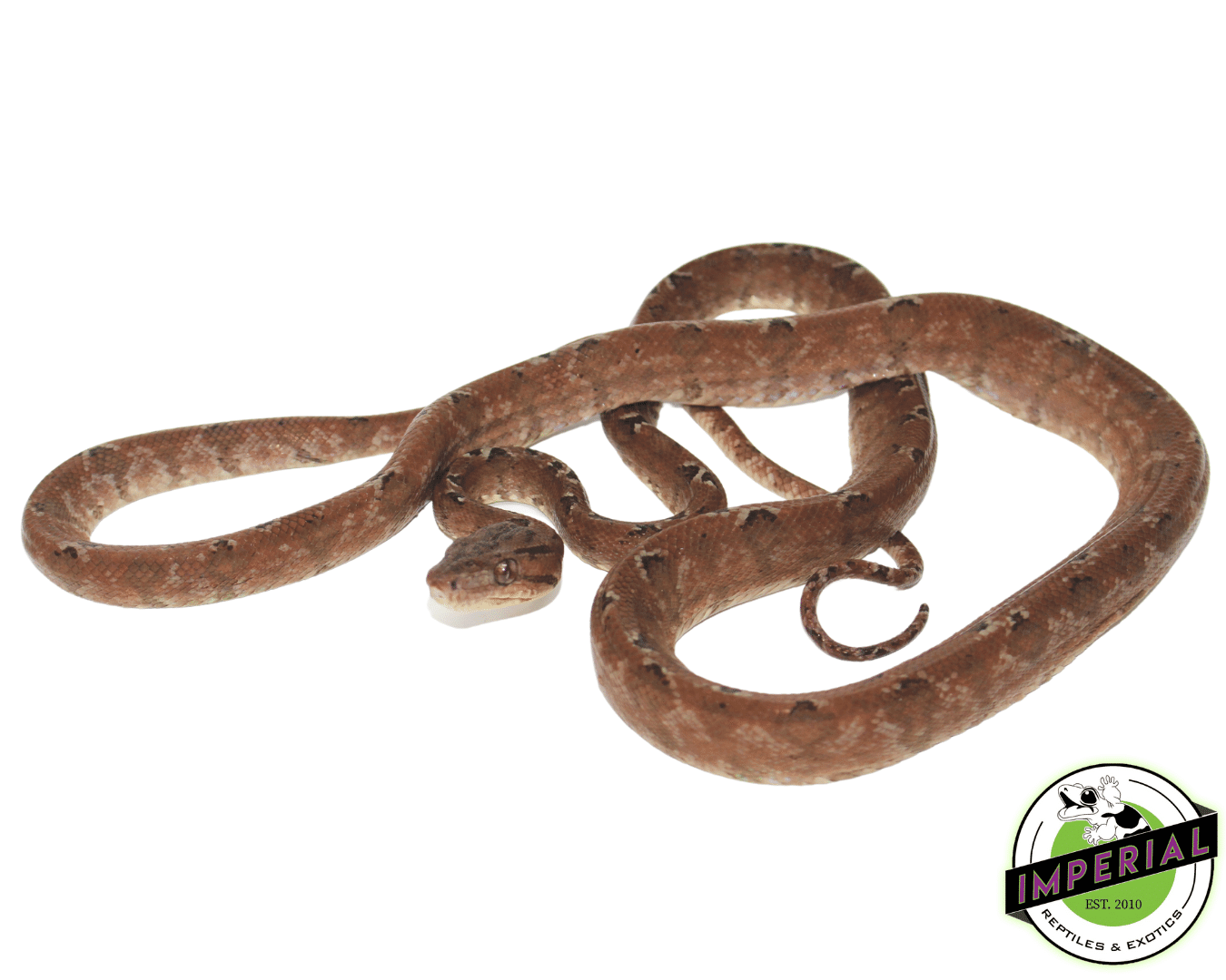 Amazon Tree Boa Adult — image 2