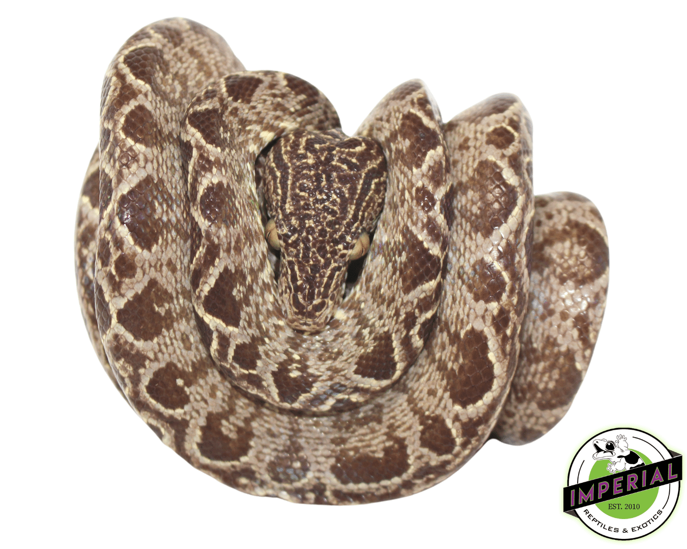 Amazon Tree Boa Adult