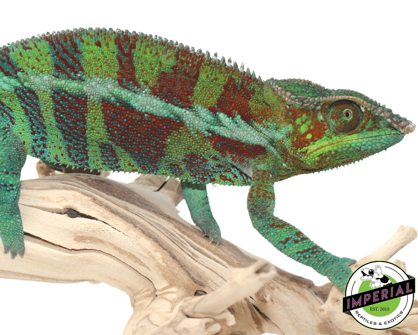 Ambanja Panther Chameleon — image 2