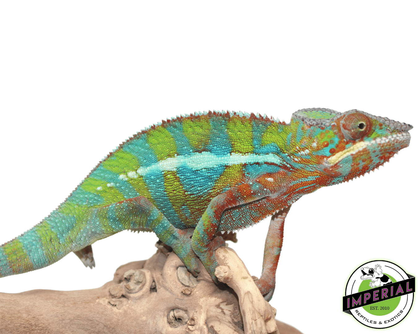 Ambilobe Panther Chameleon — image 2