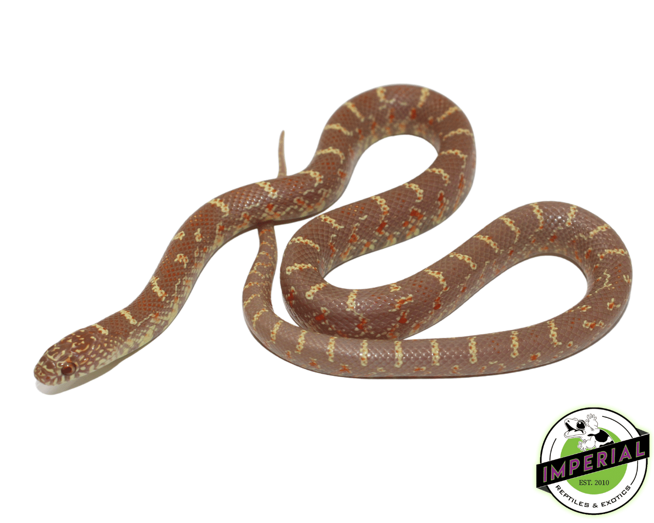 Amel Florida Kingsnake Baby — image 3