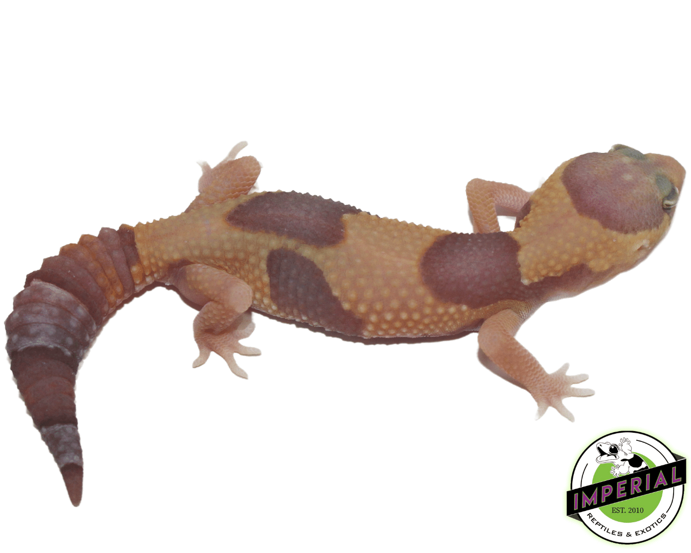 Amel Jungle Fat Tail Gecko — image 2
