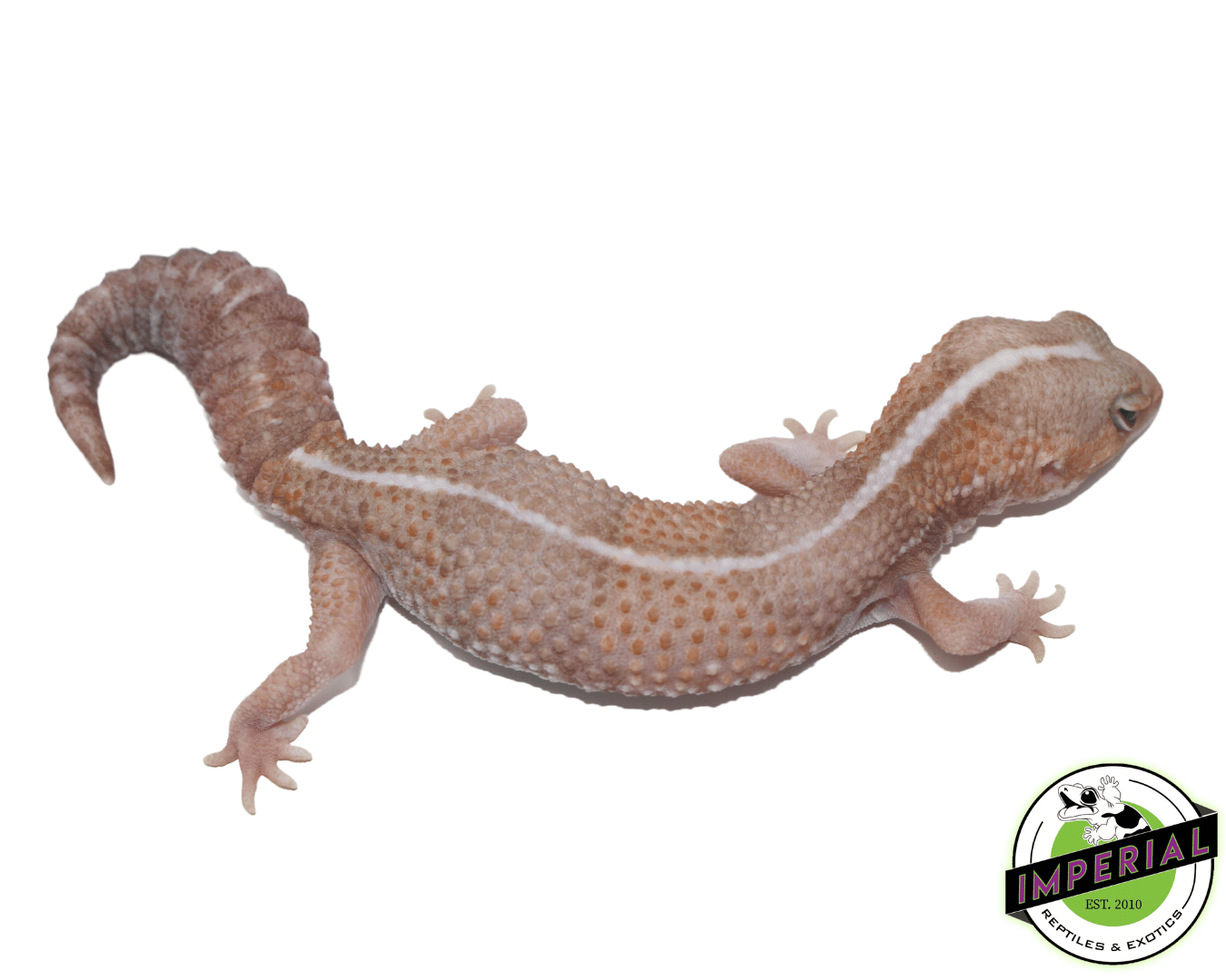 Amel Stripe African Fat Tail Gecko — image 2