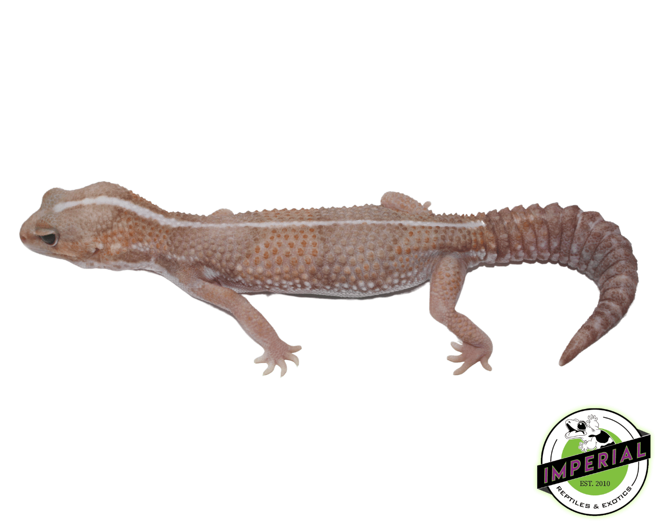 Amel Stripe African Fat Tail Gecko