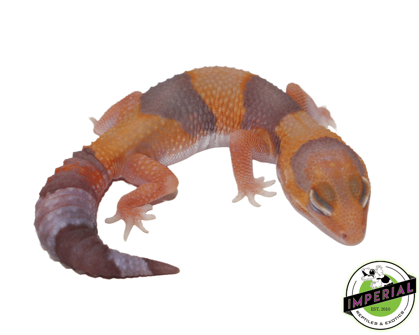 Amel Tangerine African Fat Tail Gecko Baby — image 2