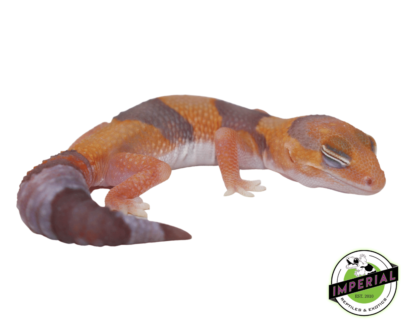 Amel Tangerine African Fat Tail Gecko Baby