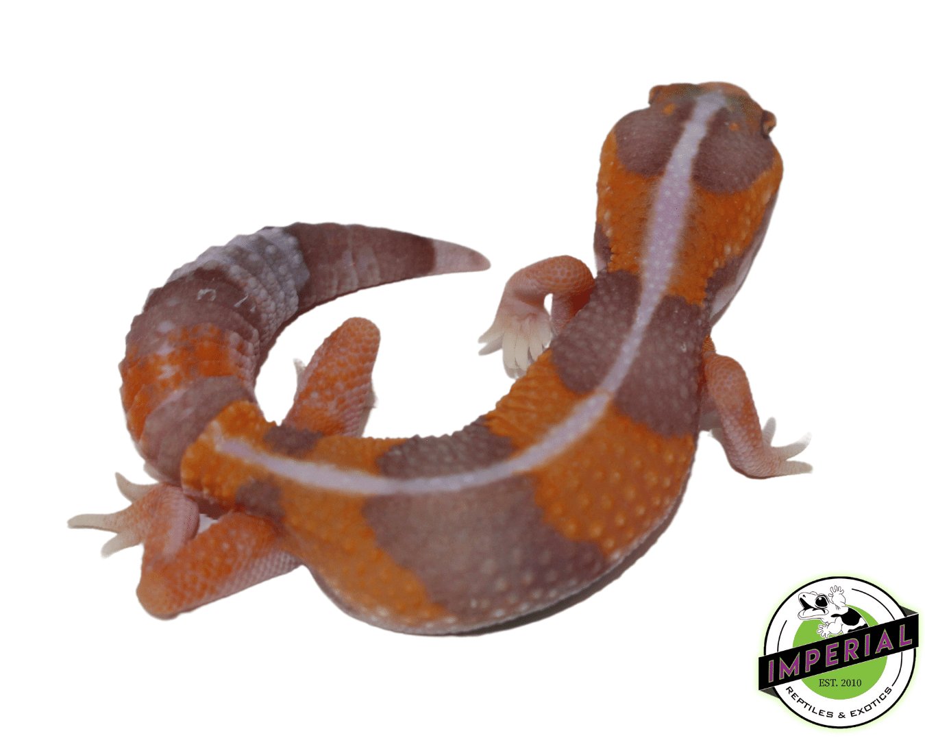 Amel Tangerine Stripe African Fat Tail Gecko Baby — image 2
