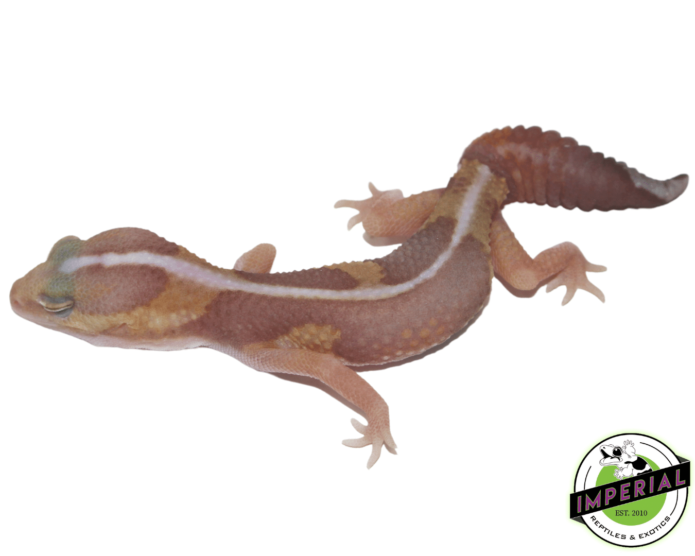 Amel Zero African Fat Tail Gecko Baby — image 2