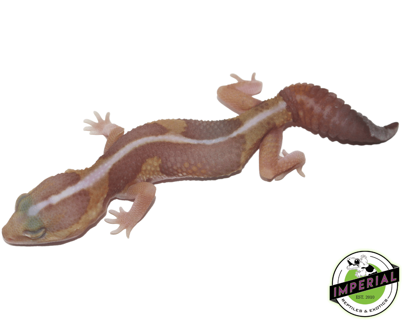 Amel Zero African Fat Tail Gecko Baby