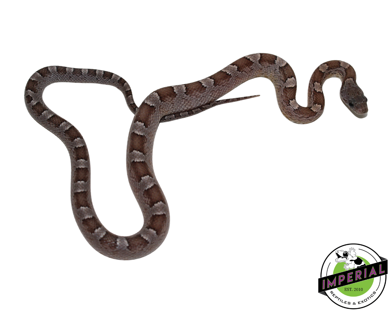 Anery Blood Red Corn Snake Male (#11524-10)