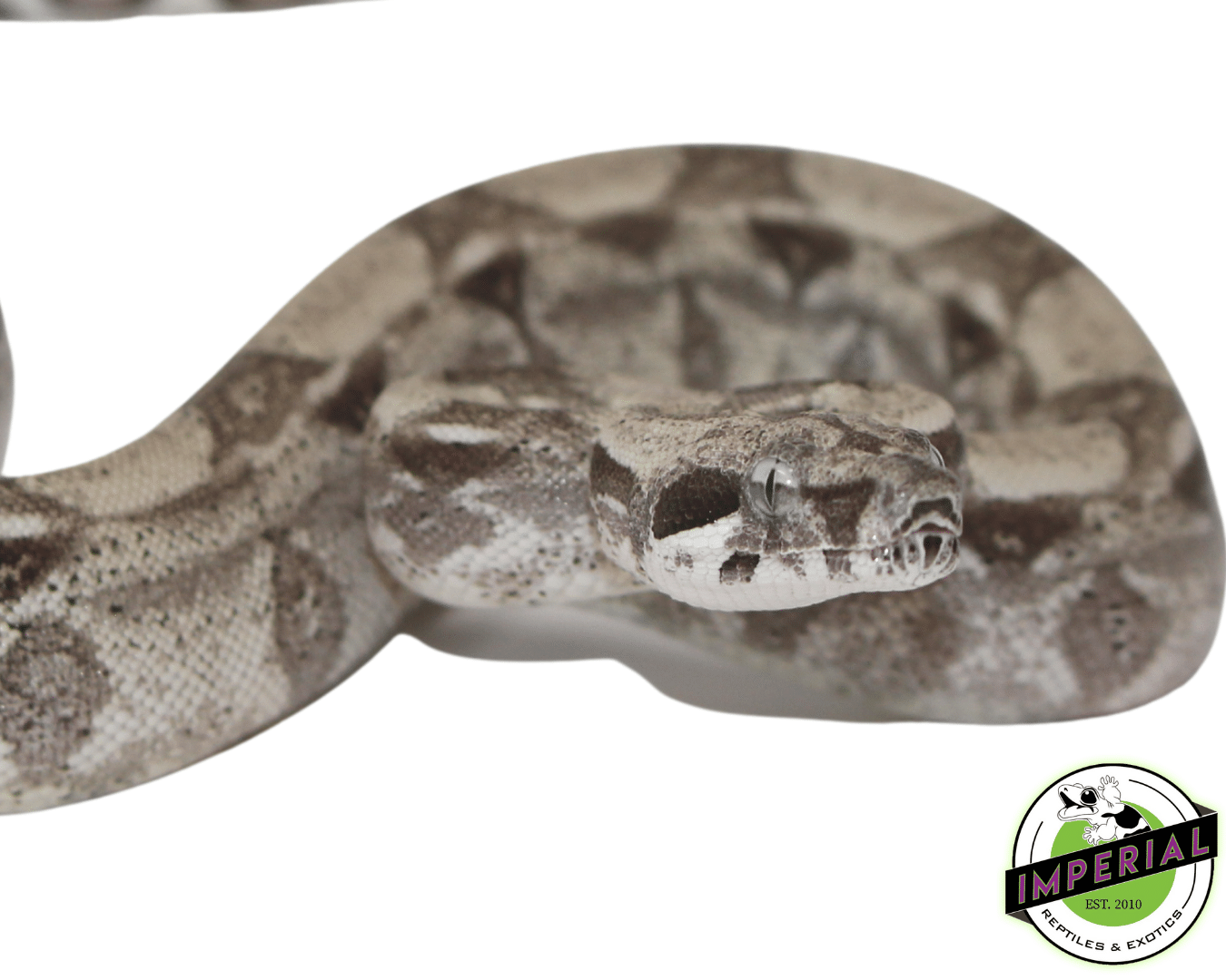 Anery Colombian Boa — image 2