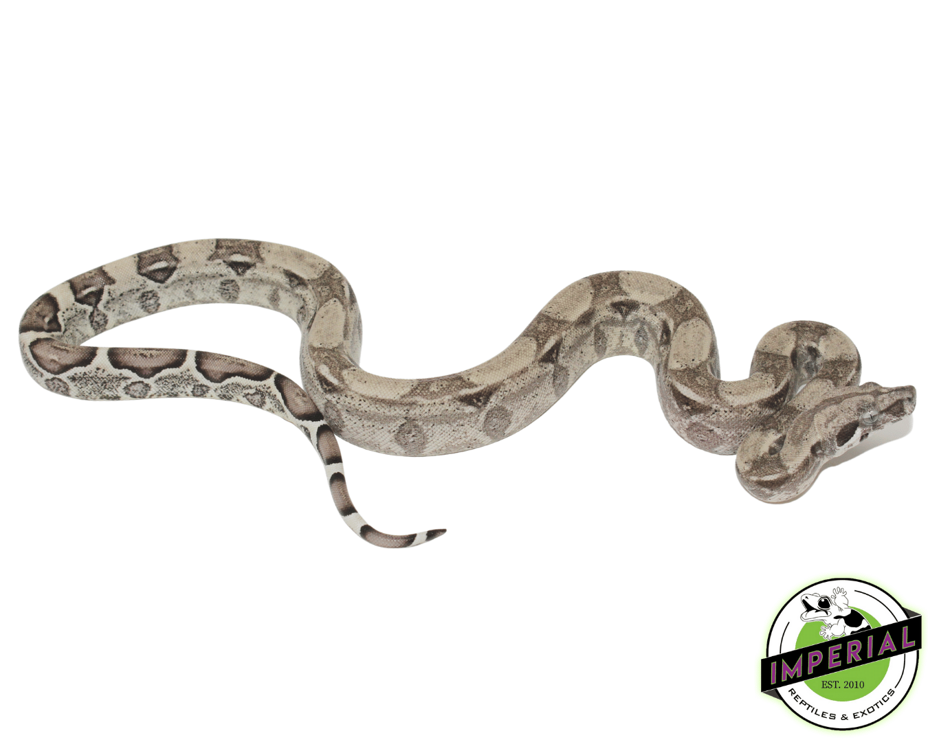 Anery Colombian Boa