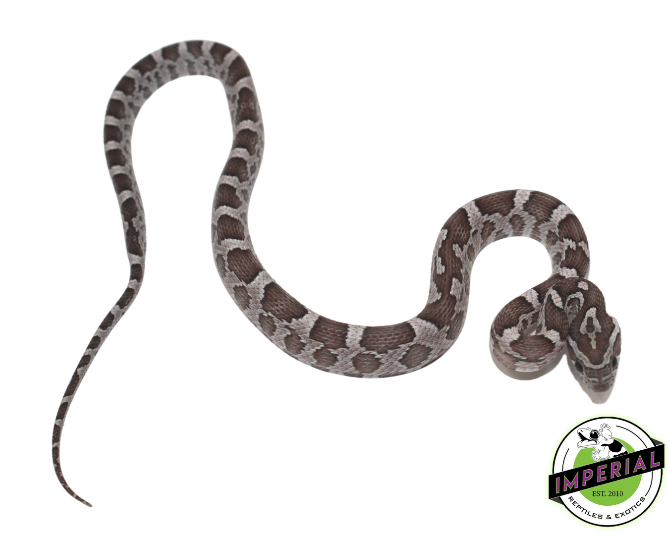 Anery Corn Snake Baby