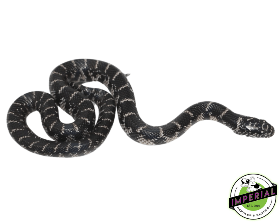 Anery Florida Kingsnake Baby