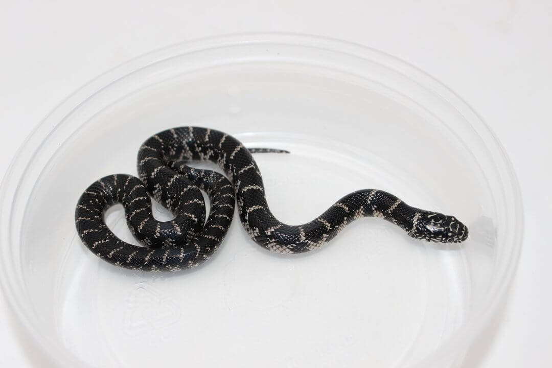 Anery Florida Kingsnake Baby — image 2