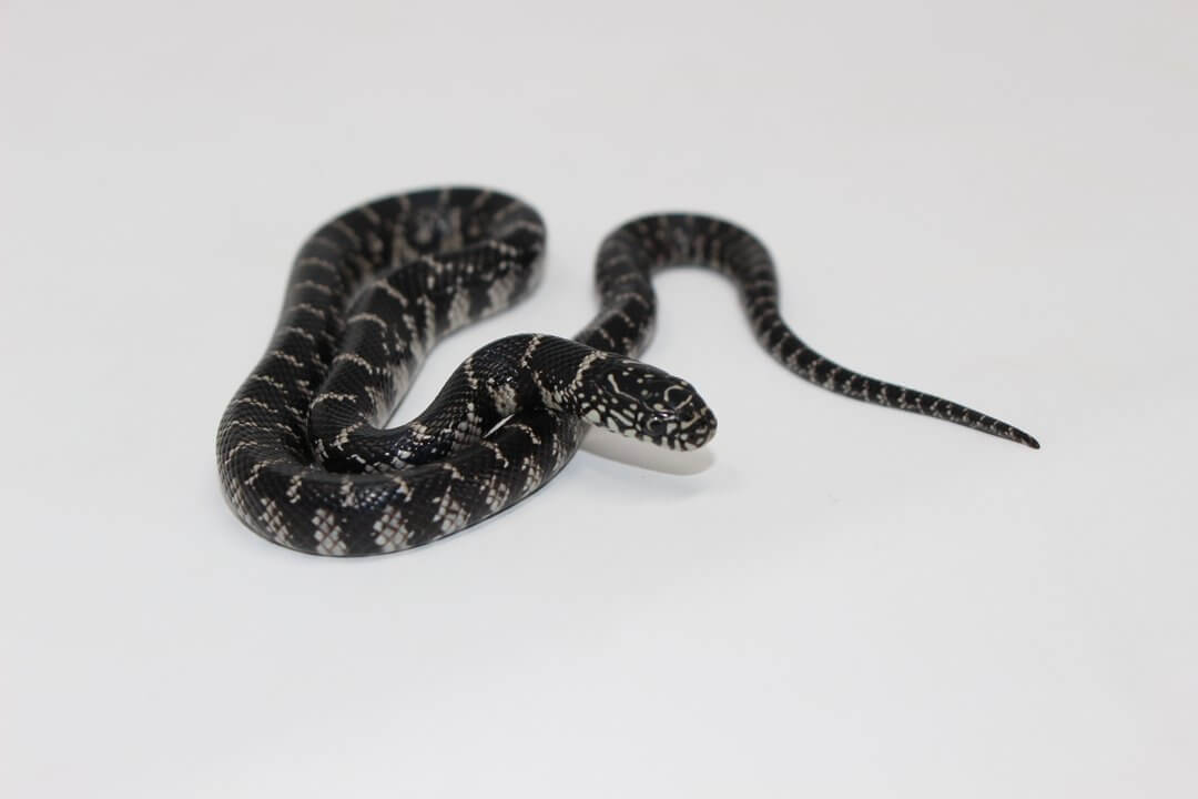 Anery Florida Kingsnake Baby — image 3
