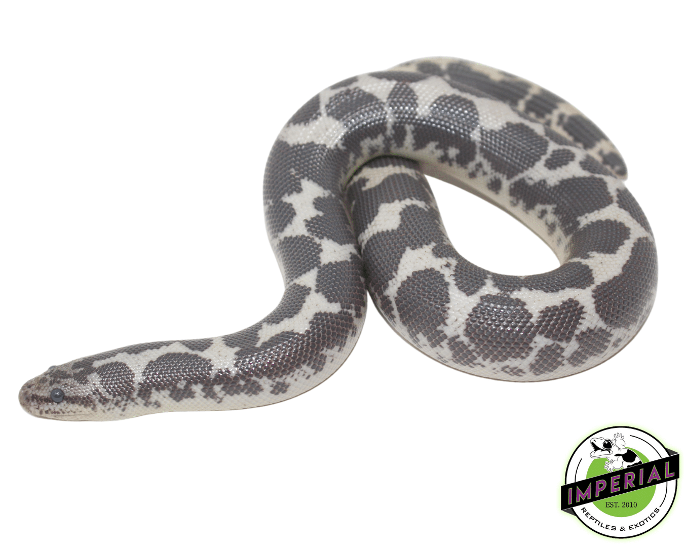 Anery Kenyan Sand Boa Adult